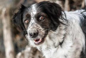 Vermisstmeldung Hund rassenmischung Weiblich , 13 jahre Siviriez Schweiz