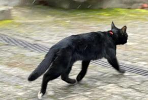 Fundmeldung Katze Weiblich Cologny Schweiz