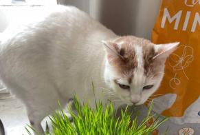 Vermisstmeldung Katze Weiblich , 12 jahre Perpignan Frankreich