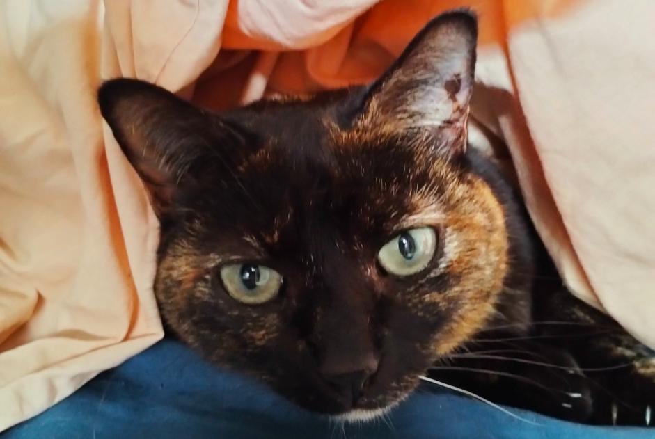 Vermisstmeldung Katze  Weiblich , 10 jahre Perpignan Frankreich