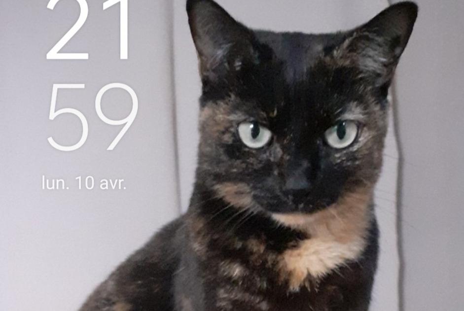 Vermisstmeldung Katze  Weiblich , 10 jahre Perpignan Frankreich