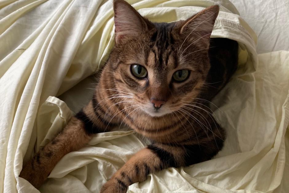 Vermisstmeldung Katze Weiblich , 4 jahre Le Vigan Frankreich