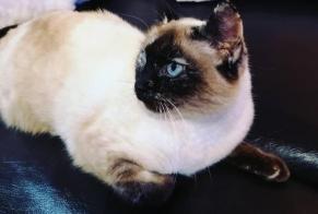Vermisstmeldung Katze  Weiblich , 12 jahre Hélette Frankreich