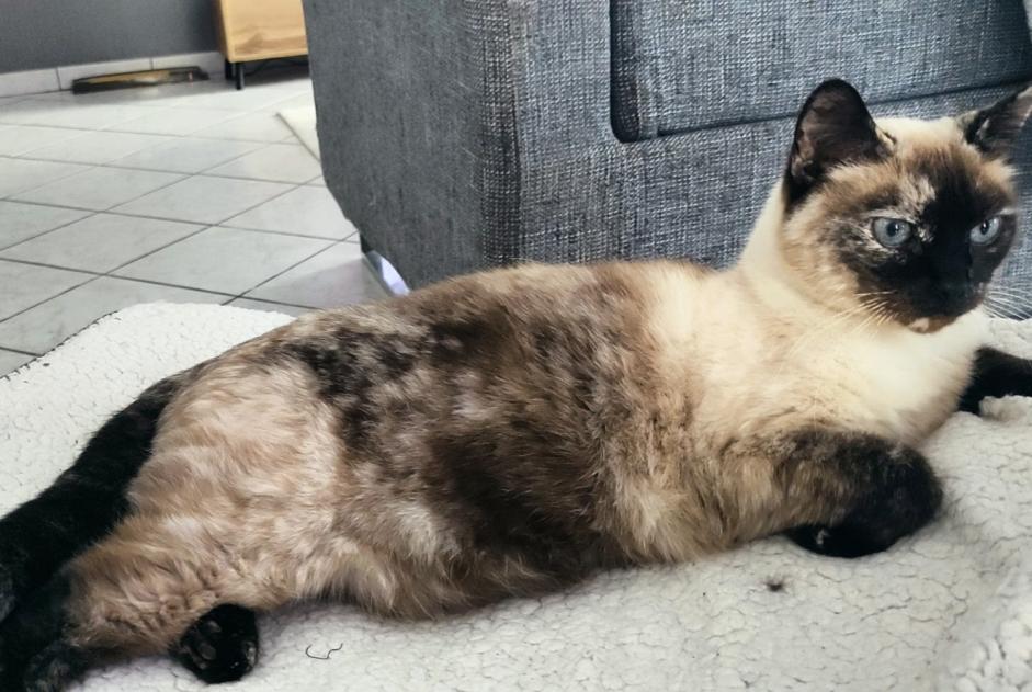 Vermisstmeldung Katze  Weiblich , 12 jahre Hélette Frankreich