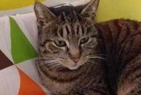 Vermisstmeldung Katze Weiblich , 6 jahre Montpellier Frankreich