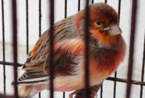 Fundmeldung Vogel Unbekannt Vitry-sur-Seine Frankreich