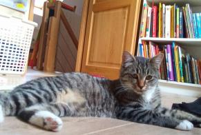 Vermisstmeldung Katze Männliche , 3 jahre Sepmes Frankreich