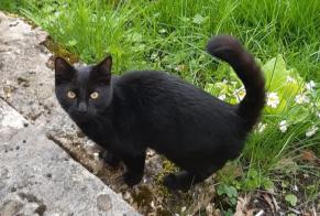 Fundmeldung Katze rassenmischung Männliche Damphreux-Lugnez Schweiz