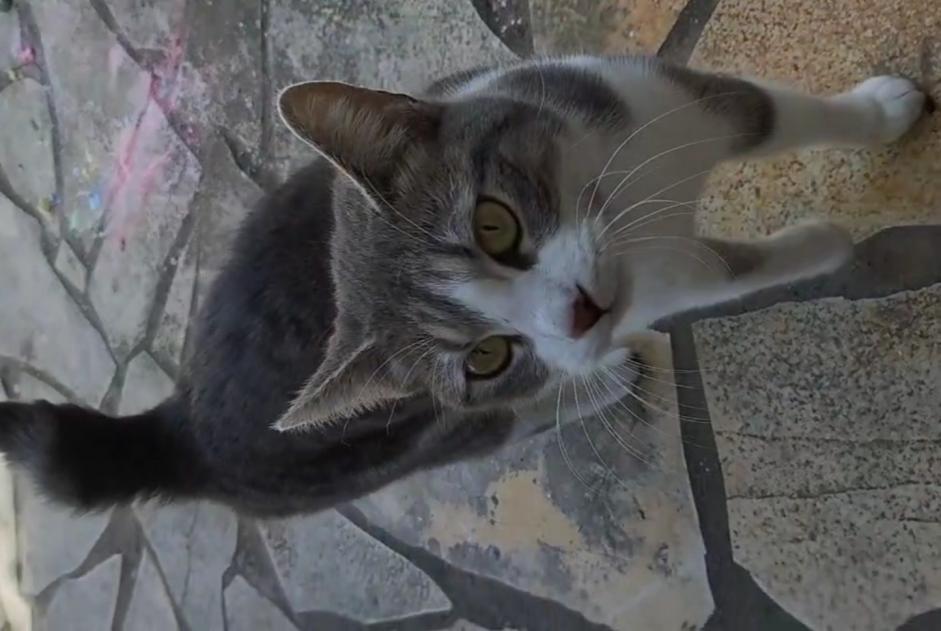 Fundmeldung Katze Weiblich Morlaas Frankreich