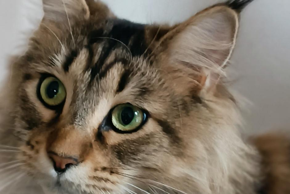 Vermisstmeldung Katze  Männliche , 3 jahre Lansargues Frankreich