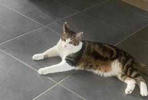 Fundmeldung Katze Unbekannt Tignieu-Jameyzieu Frankreich