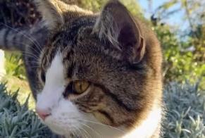Vermisstmeldung Katze rassenmischung Männliche , 1 jahre Nendaz Schweiz