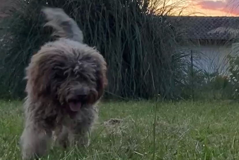 Vermisstmeldung Hund  Weiblich , 1 jahre Puyoo Frankreich