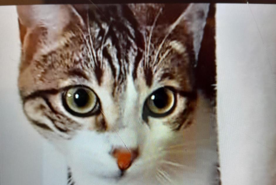 Vermisstmeldung Katze rassenmischung Männliche , 3 jahre Saint-Christol-lès-Alès Frankreich