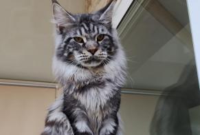 Vermisstmeldung Katze  Männliche , 1 jahre Saint-Nazaire Frankreich