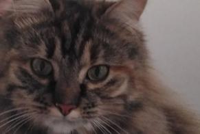 Vermisstmeldung Katze  Weiblich , 1 jahre Aubinges Frankreich