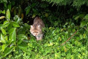 Fundmeldung Katze Unbekannt Chenevelles Frankreich