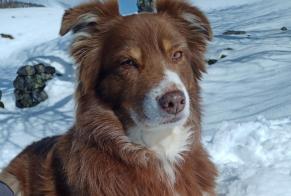 Vermisstmeldung Hund  Weiblich , 13 jahre Sarlat-la-Canéda Frankreich