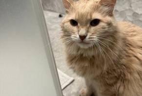 Vermisstmeldung Katze Weiblich , 7 jahre València Spanien