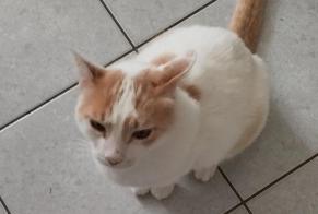 Fundmeldung Katze Unbekannt Calvi Frankreich