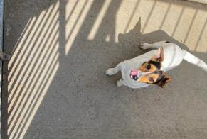 Fundmeldung Hund  Männliche , 4 Jahre Triel-sur-Seine Frankreich