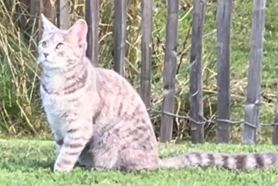 Vermisstmeldung Katze Weiblich , 1 jahre Savigny Schweiz