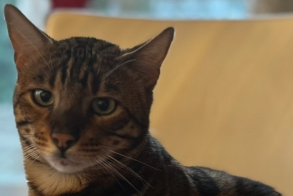 Vermisstmeldung Katze  Männliche , 4 jahre Rüschlikon Schweiz