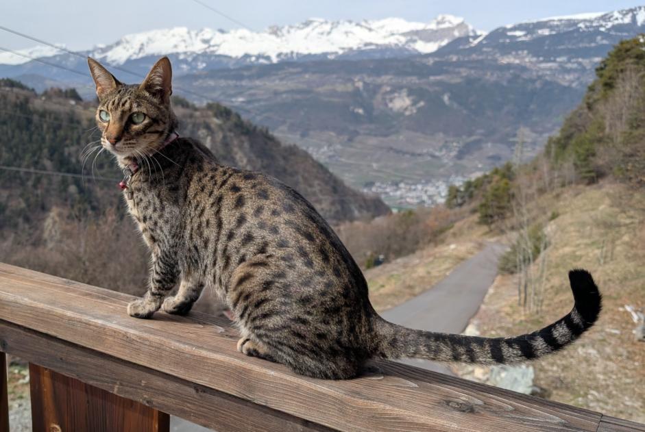 Vermisstmeldung Katze  Männliche , 2 jahre Niouc Schweiz