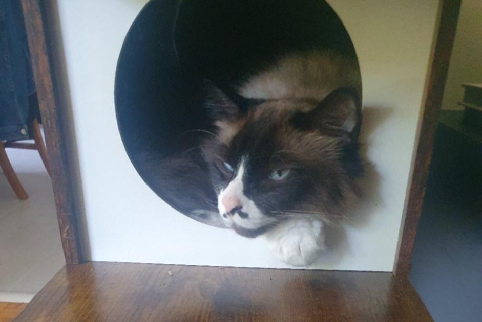 Vermisstmeldung Katze rassenmischung Männliche , 7 jahre Morges Schweiz