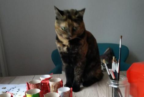 Vermisstmeldung Katze  Weiblich , 3 jahre Neuchâtel Schweiz