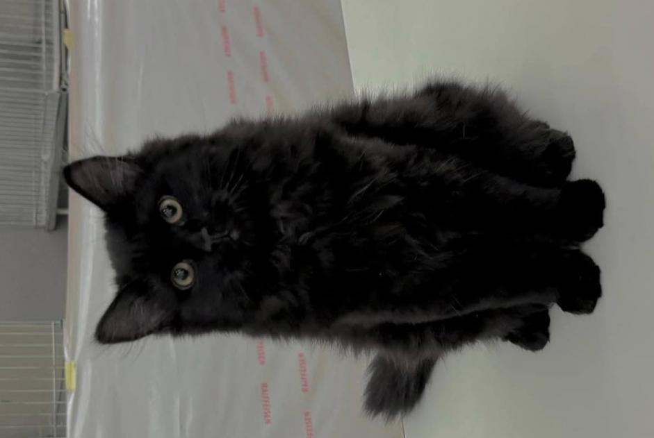 Vermisstmeldung Katze  Weiblich , 1 jahre Epalinges Schweiz