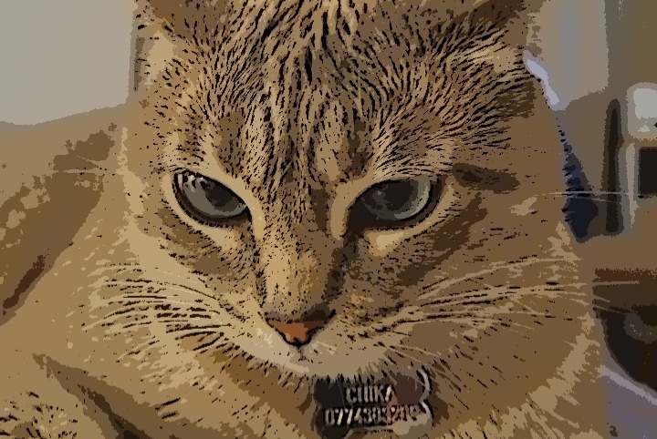 Vermisstmeldung Katze Weiblich , 5 jahre Saint-Prex Schweiz