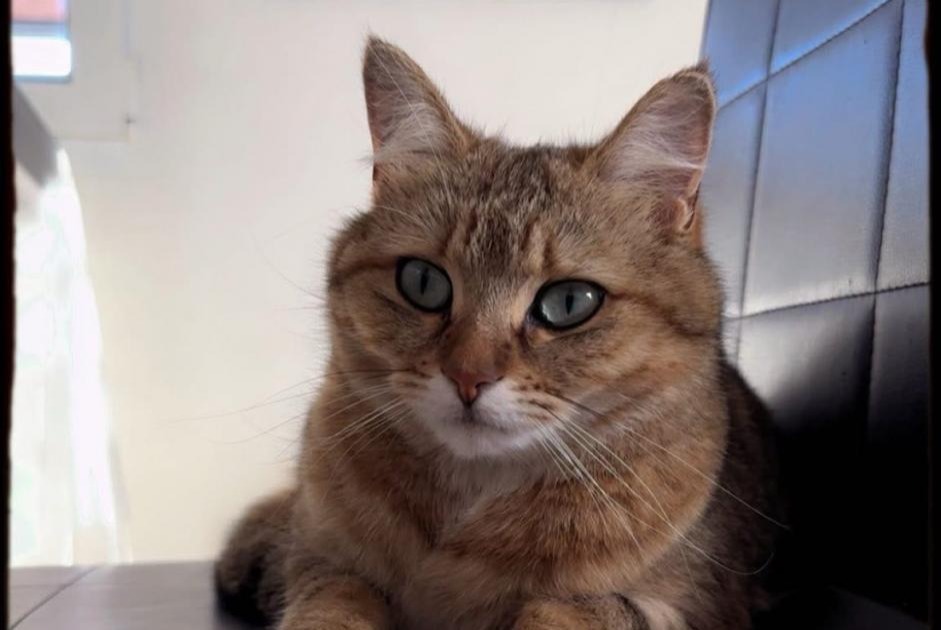 Vermisstmeldung Katze Weiblich , 2 jahre Grandcour Schweiz