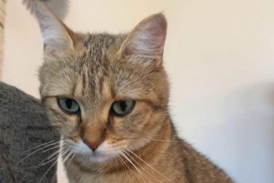 Vermisstmeldung Katze Weiblich , 2 jahre Grandcour Schweiz