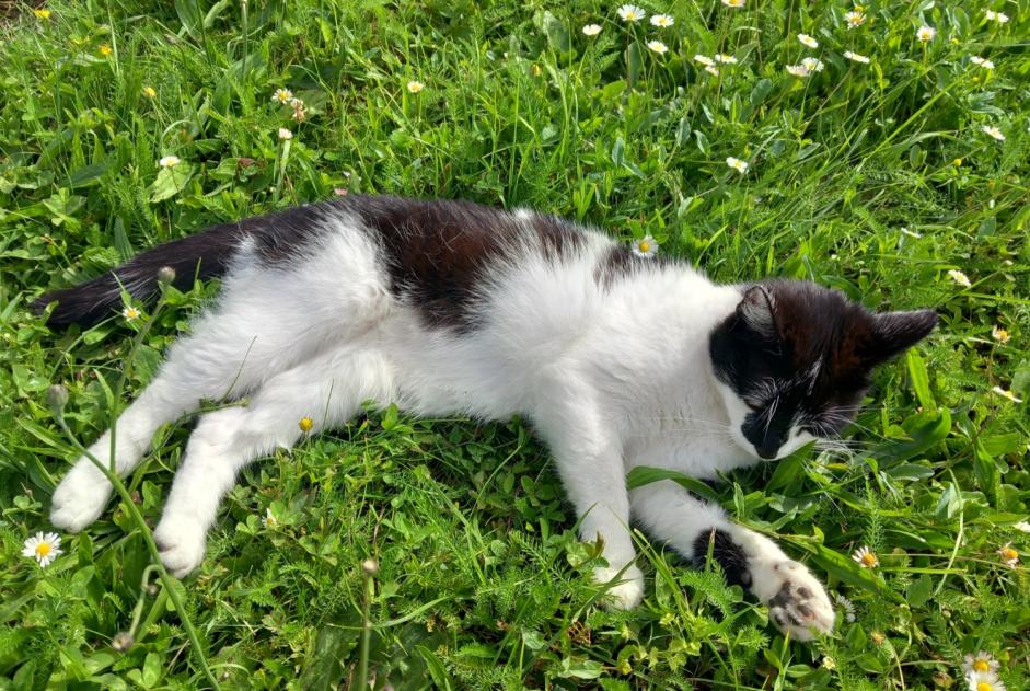 Vermisstmeldung Katze  Weiblich , 4 jahre Eysins Schweiz