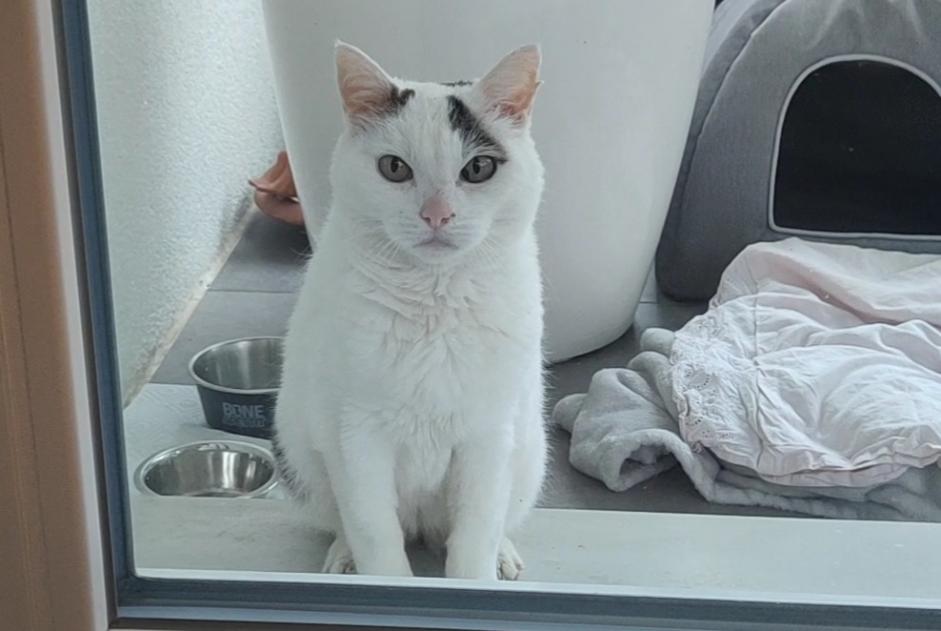 Fundmeldung Katze  Weiblich Cortaillod Schweiz