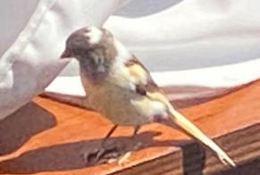 Fundmeldung Vogel Unbekannt Neuchâtel Schweiz
