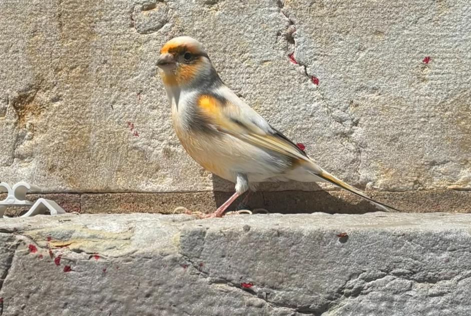 Fundmeldung Vogel Unbekannt Neuchâtel Schweiz
