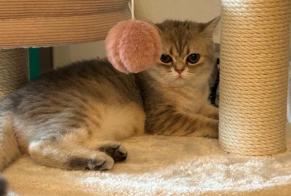 Vermisstmeldung Katze  Weiblich , 1 jahre Fribourg Schweiz