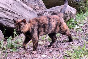 Fundmeldung Katze rassenmischung Unbekannt , 1 Jahr Massongex Schweiz