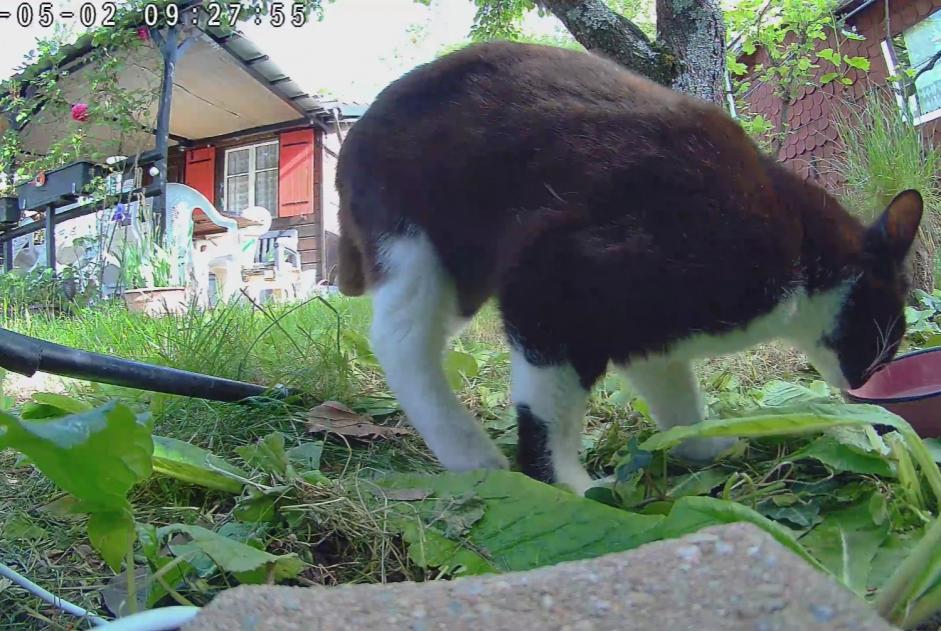 Fundmeldung Katze Weiblich Vernier Schweiz
