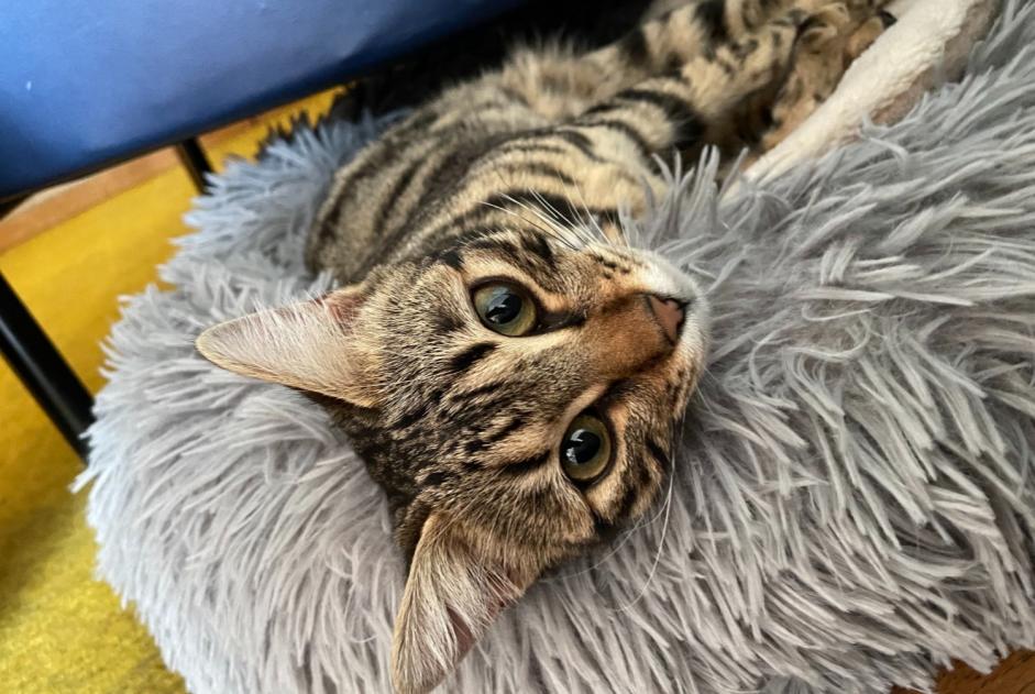 Vermisstmeldung Katze rassenmischung Weiblich , 1 jahre Morges Schweiz