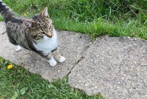 Vermisstmeldung Katze rassenmischung Männliche , 1 jahre Gruyères Schweiz