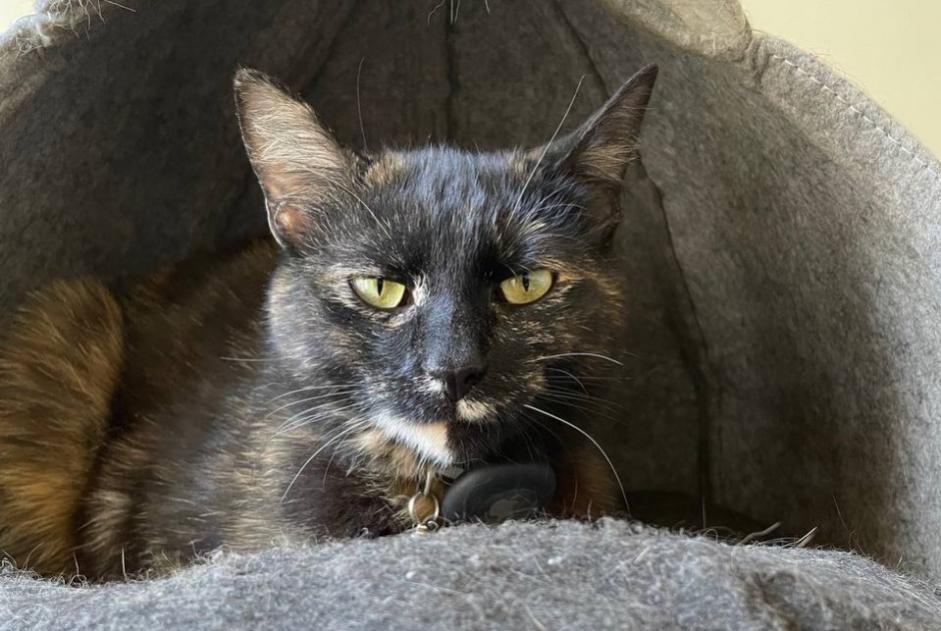 Vermisstmeldung Katze Weiblich , 2 jahre Zürich Schweiz
