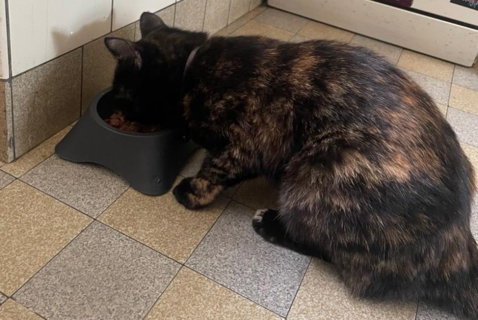 Vermisstmeldung Katze Weiblich , 2 jahre Zürich Schweiz
