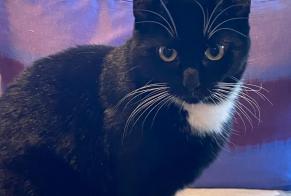 Vermisstmeldung Katze Weiblich , 2 jahre Chexbres Schweiz