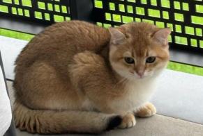 Vermisstmeldung Katze  Weiblich , 1 jahre Lausanne Schweiz
