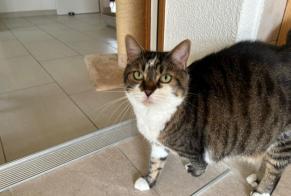 Vermisstmeldung Katze  Männliche , 10 jahre Genève Schweiz