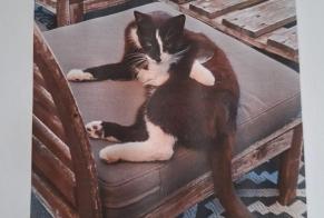 Vermisstmeldung Katze Männliche , 3 jahre Servion Schweiz