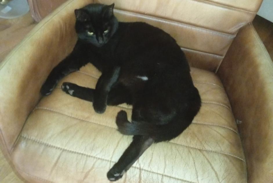 Katze Vermisst in Delémont (Jura, Schweiz)  - Verlust Pet Alert Meldung Nr. 372766
